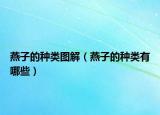 燕子的种类图解（燕子的种类有哪些）