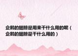 企鹅的翅膀是用来干什么用的呢（企鹅的翅膀是干什么用的）
