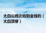 太白山首次拍到金钱豹（太白顶芽）