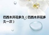 巴西木开花多久（巴西木开花多久一次）