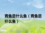 青鱼是什么鱼（青鱼是什么鱼）