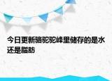 今日更新骆驼驼峰里储存的是水还是脂肪