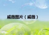戚薇图片（戚薇）