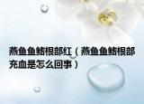 燕鱼鱼鳍根部红（燕鱼鱼鳍根部充血是怎么回事）