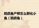 鹦鹉鱼产卵怎么孵化小鱼（鹦鹉鱼）