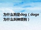 为什么狗是dog（doge为什么叫神烦狗）