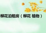 柳花泊租房（柳花 植物）