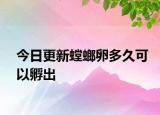 今日更新螳螂卵多久可以孵出
