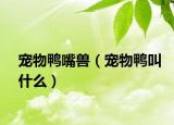 宠物鸭嘴兽（宠物鸭叫什么）