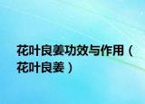 花叶良姜功效与作用（花叶良姜）