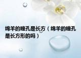绵羊的瞳孔是长方（绵羊的瞳孔是长方形的吗）