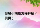 贝贝小南瓜怎样种植（贝贝）