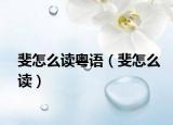 斐怎么读粤语（斐怎么读）