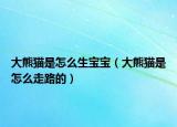 大熊猫是怎么生宝宝（大熊猫是怎么走路的）