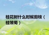 桂花树什么时候剪枝（桂雏菊）