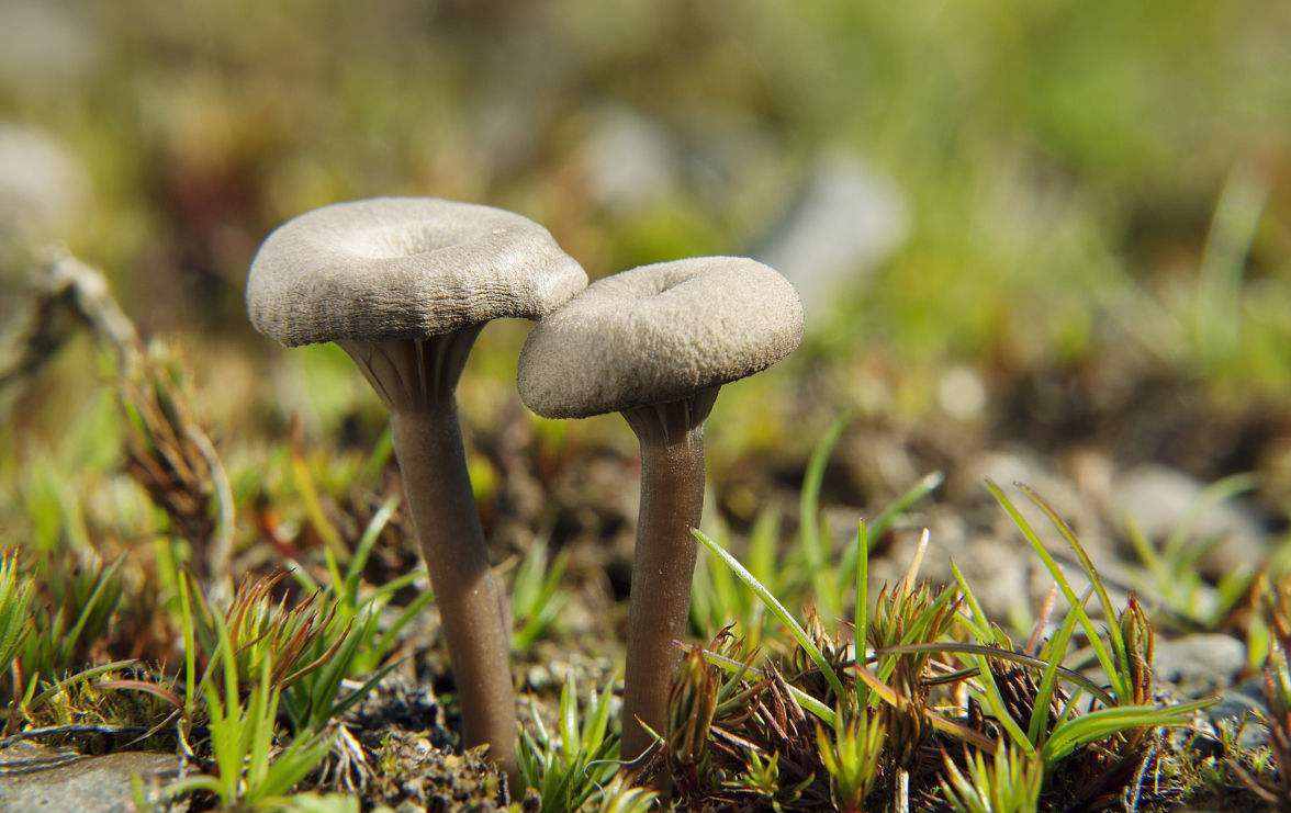 学汉字：你知道了“又双叒叕”，那你知道“屮艸芔茻”吗？