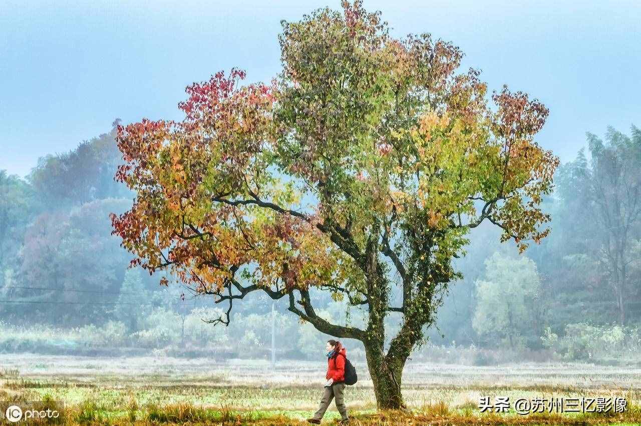 精选16株秋天最美的树，不知道有没有你喜欢的？