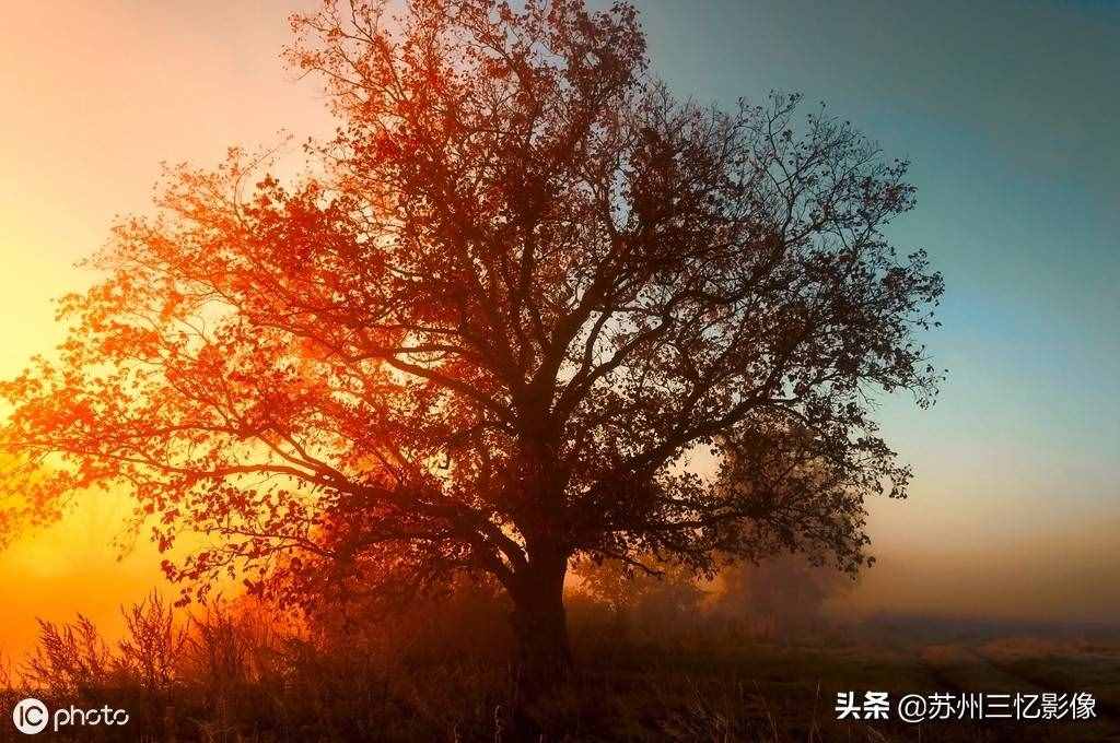 精选16株秋天最美的树，不知道有没有你喜欢的？