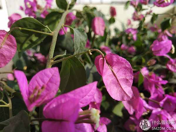 降频，阉割配置是小米的新成长吗？——小米5s深度体验测评！