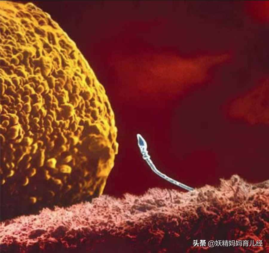 宝宝在妈妈肚子里是什么样？20张胎儿发育高清图，满足孕妈好奇心