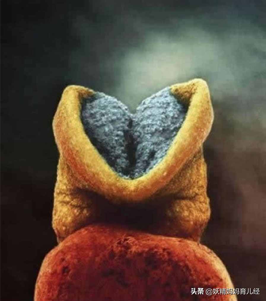 宝宝在妈妈肚子里是什么样？20张胎儿发育高清图，满足孕妈好奇心