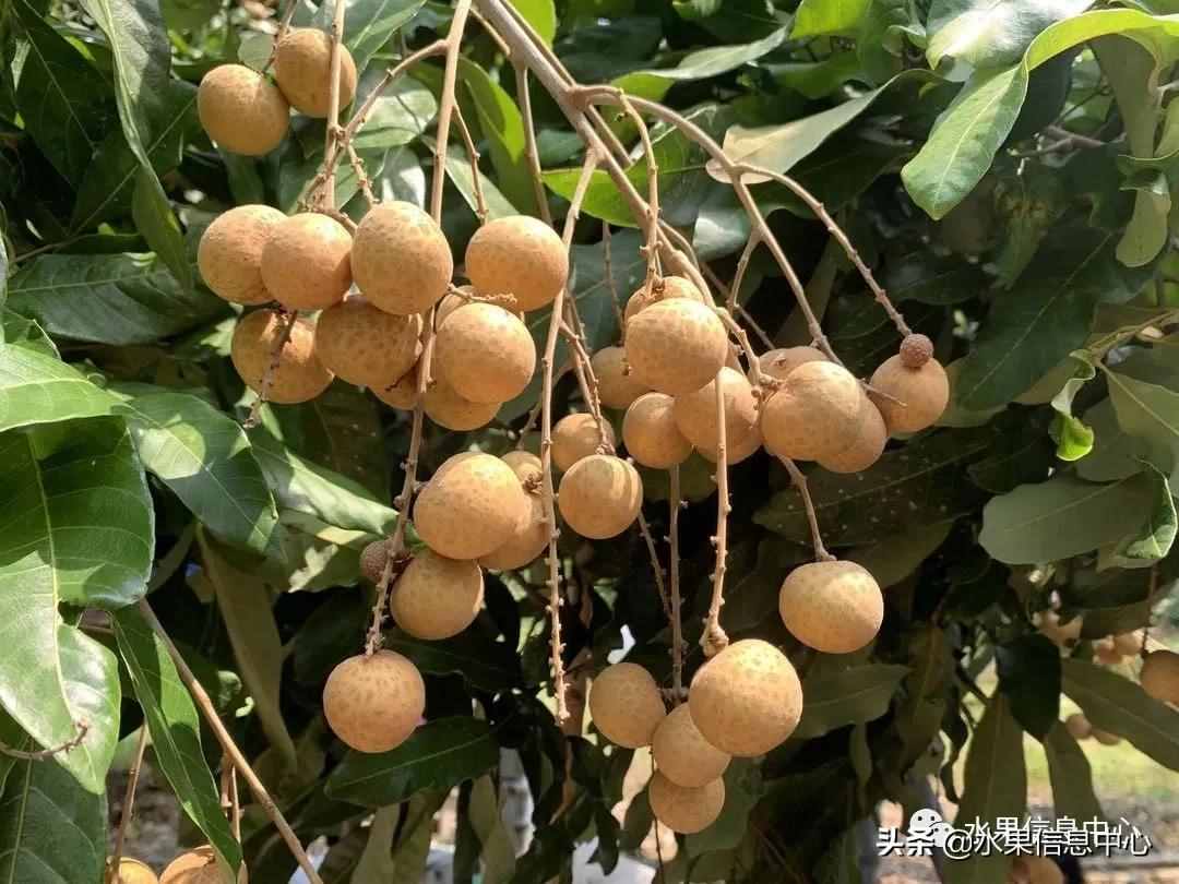 一份全国龙眼产地地图及品种