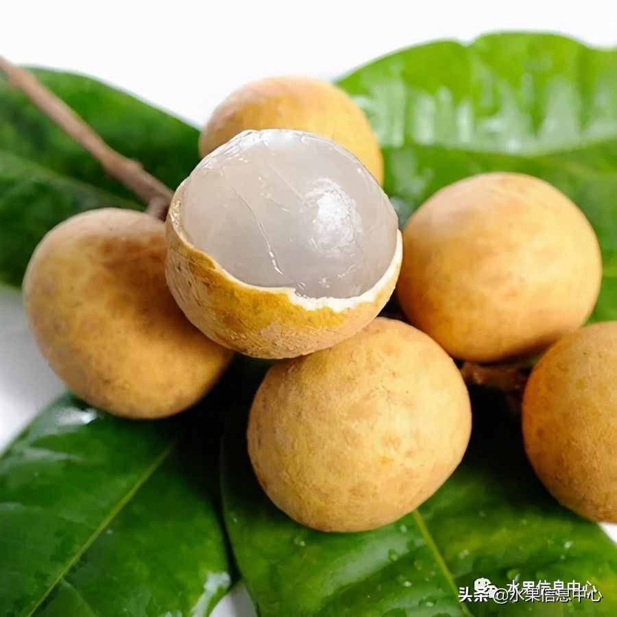 一份全国龙眼产地地图及品种