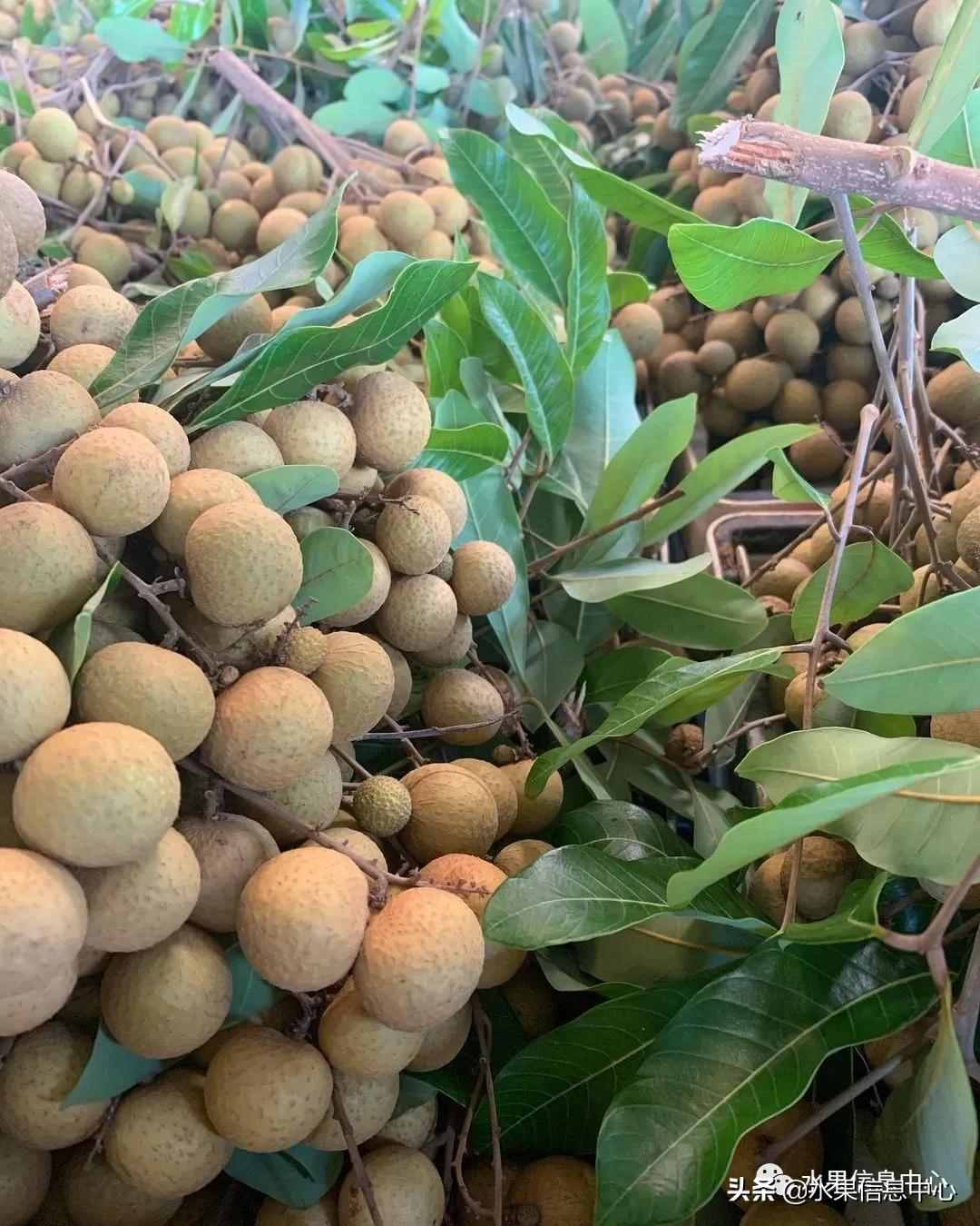 一份全国龙眼产地地图及品种