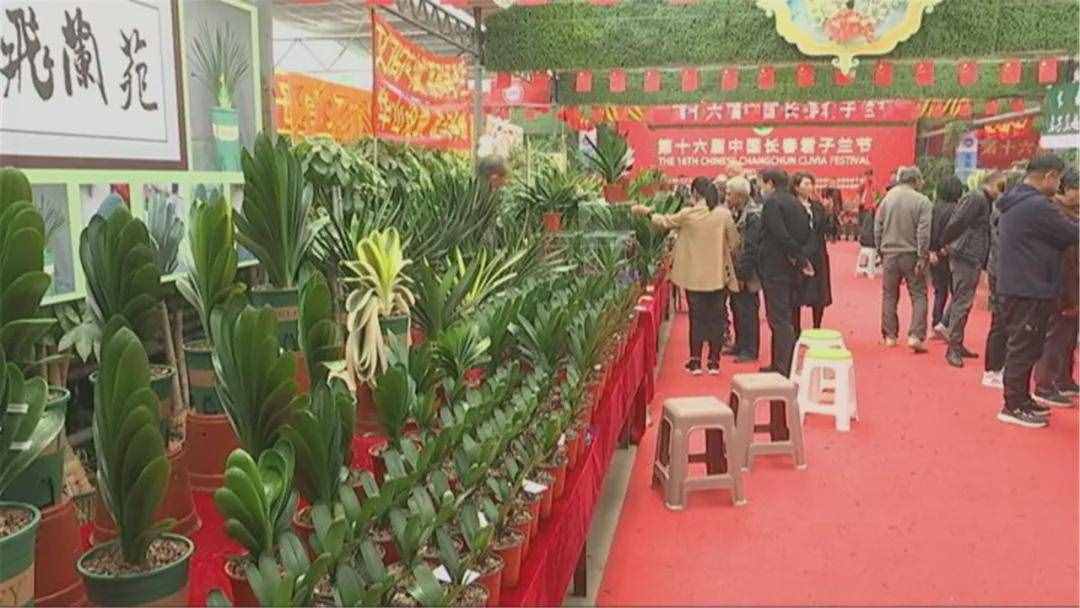 @长春人 周末来这逛 绝美君子兰汇聚一堂