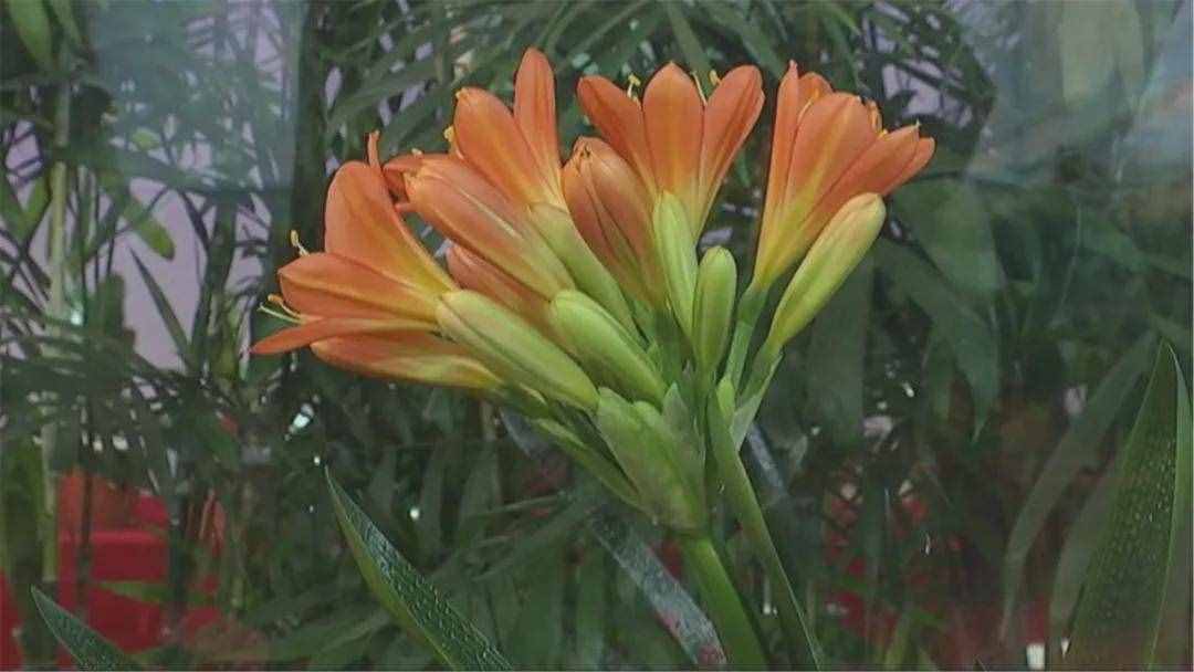 @长春人 周末来这逛 绝美君子兰汇聚一堂