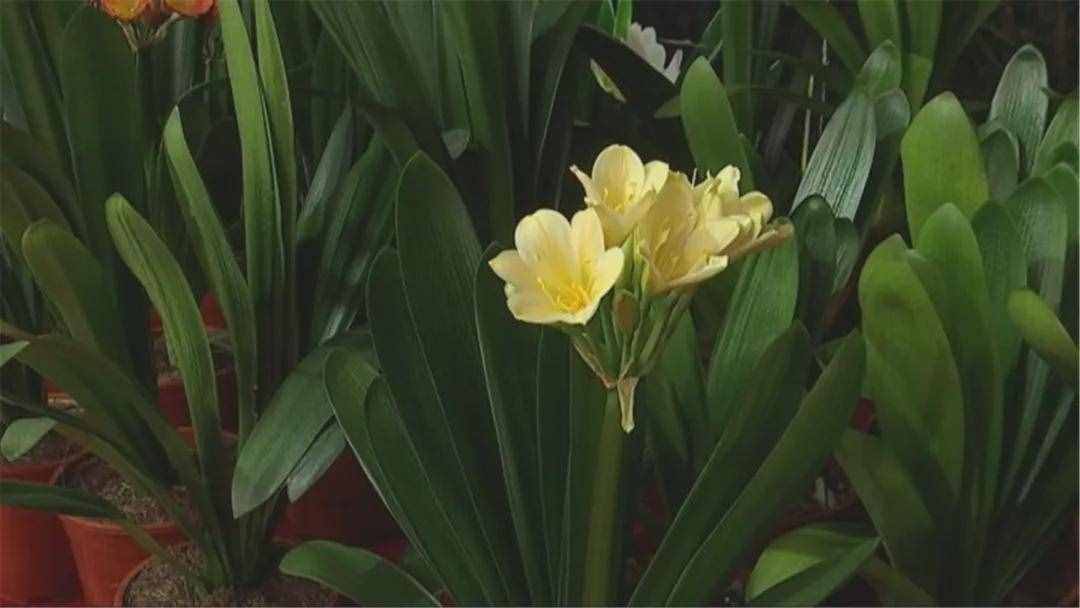 @长春人 周末来这逛 绝美君子兰汇聚一堂