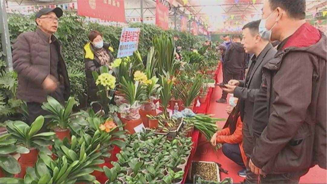 @长春人 周末来这逛 绝美君子兰汇聚一堂