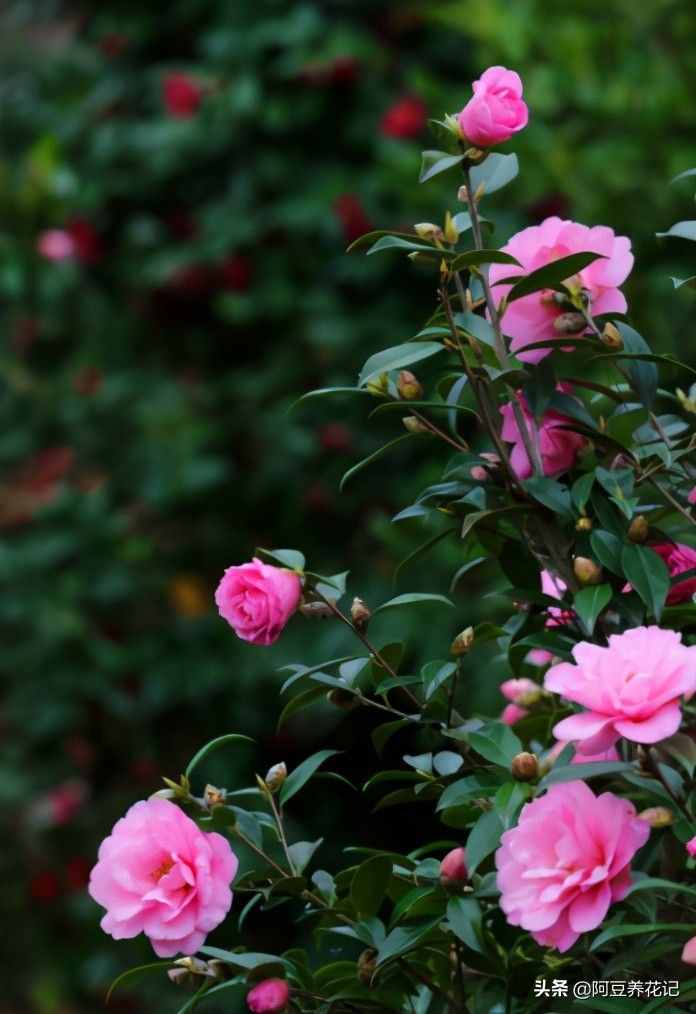 世间最美的“3种”花，各自独领风骚，来瞧瞧你中意哪一种