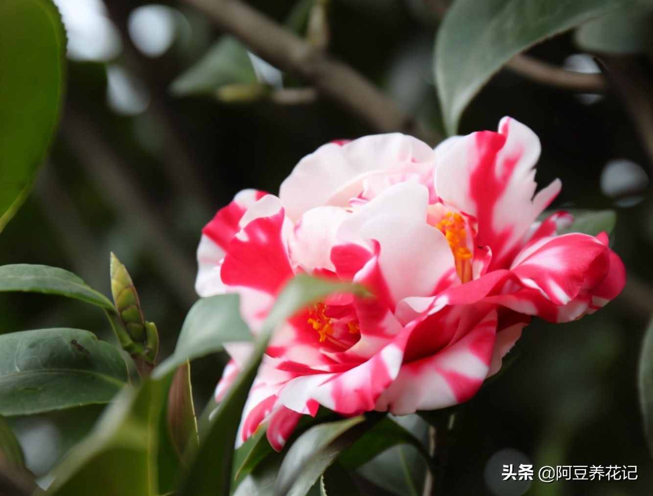 世间最美的“3种”花，各自独领风骚，来瞧瞧你中意哪一种