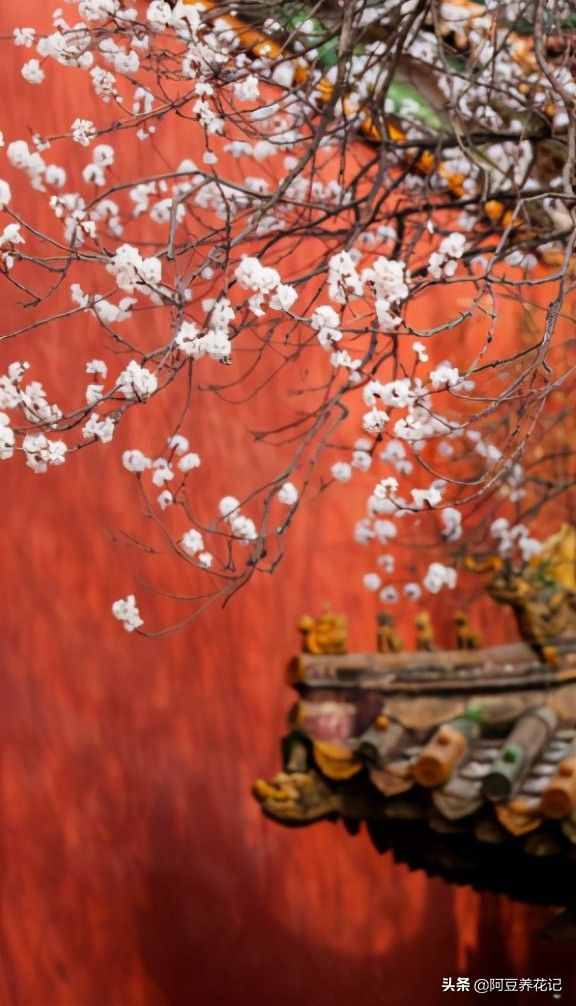 世间最美的“3种”花，各自独领风骚，来瞧瞧你中意哪一种