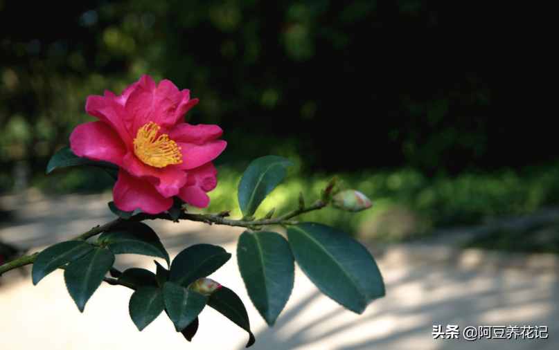 世间最美的“3种”花，各自独领风骚，来瞧瞧你中意哪一种