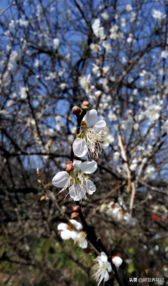 世间最美的“3种”花，各自独领风骚，来瞧瞧你中意哪一种