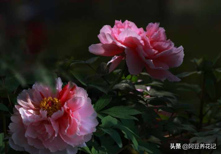 世间最美的“3种”花，各自独领风骚，来瞧瞧你中意哪一种