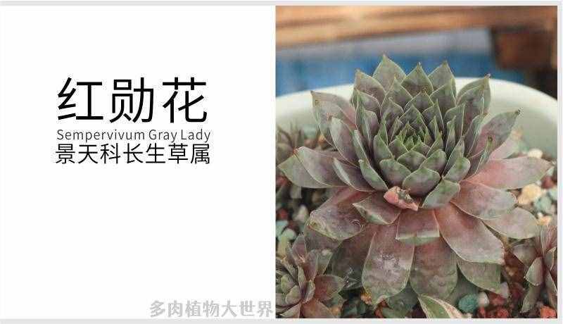 「红勋花」景天科长生草属多肉植物，中型品种普货长生草品种之一
