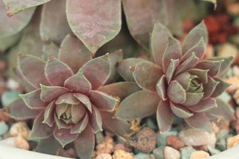 「红勋花」景天科长生草属多肉植物，中型品种普货长生草品种之一