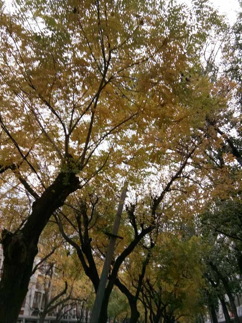 为什么鱼和熊掌不可兼得