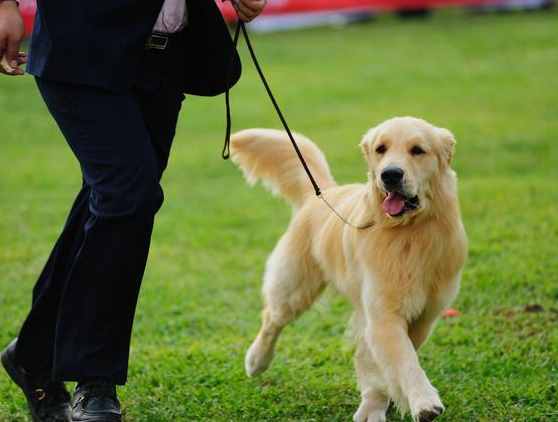 让我告诉你，一只纯种的“金毛犬”大概多少钱，别买贵了