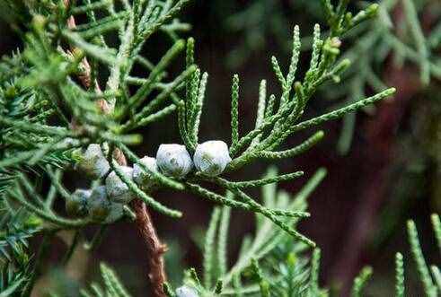 农村乡下常见的柏树籽 却不知它有如此多用途