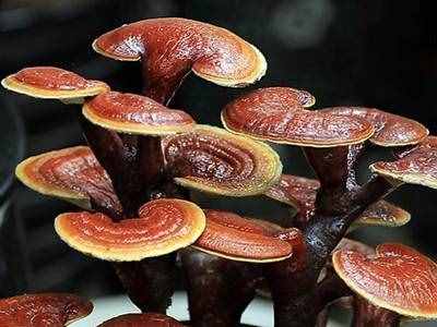 灵芝的功效与副作用