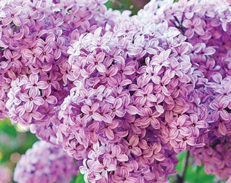 五月冰城丁香满城：洋丁香、 紫丁香、 小叶丁香、 红丁香