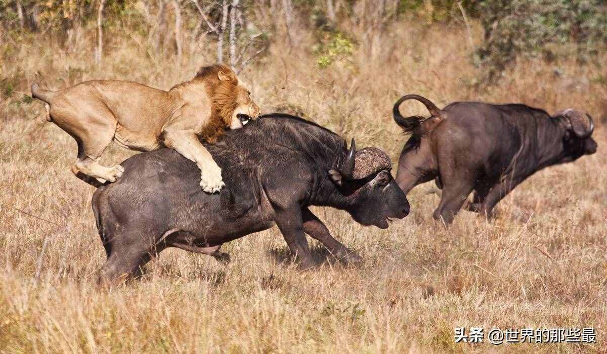 同样是“百兽之王”，为何有那么多人认为老虎一定比狮子厉害？