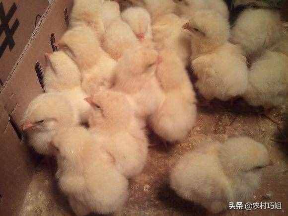 小鸡怎么喂养好？