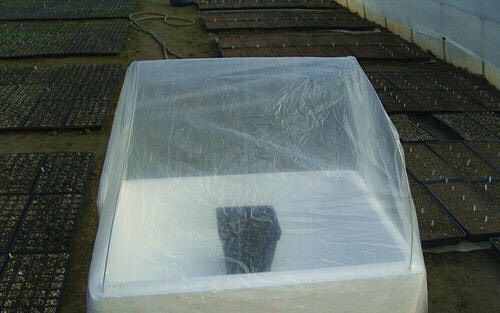 气温低，花草怎么过冬？3个“方法”，叶绿枝壮，盆盆花草都很好