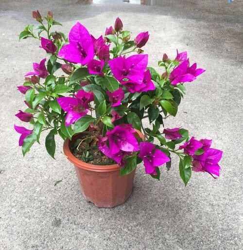 气温低，花草怎么过冬？3个“方法”，叶绿枝壮，盆盆花草都很好