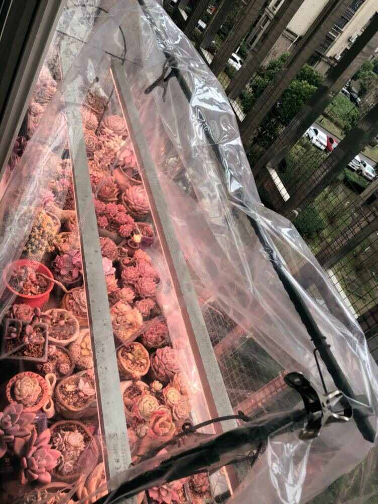 气温低，花草怎么过冬？3个“方法”，叶绿枝壮，盆盆花草都很好